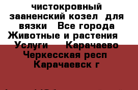 чистокровный зааненский козел  для вязки - Все города Животные и растения » Услуги   . Карачаево-Черкесская респ.,Карачаевск г.